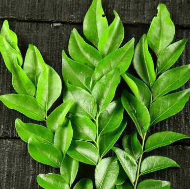 Curry Leaf Natural Essential Oils 4